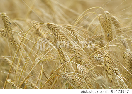 Golden wheat field 90473997