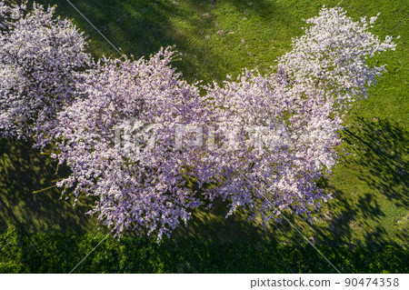 Aerial view of beautiful cherry blossoms in park. Drone photo of sakura trees full in blooming pink flowers in spring in picturesque garden. Branches of the tree over sunny blue sky. Floral pattern 90474358
