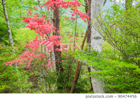 Azaleas and fresh greenery in Takase Valley Azaleas and fresh greenery in Takase Valley 90474456