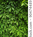 Texture close-up. Green ivy leaves growing into the wall Background 90474489