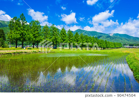 一排水杉樹，新鮮的綠色牧野高原 90474504