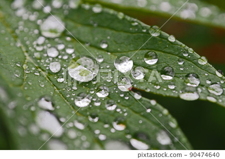 雨滴 90474640