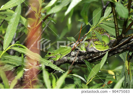 Moria gull frog 90475083