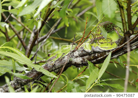 Moria gull frog 90475087