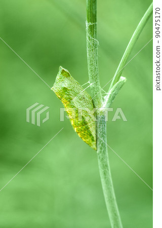 Chrysalis of Swallowtail butterfly, Papilio zelicaon pupa attached to dill stem closeup 90475170
