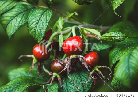 Rosa rugosa fruits growing on bush, ripe rose hip in the garden Rosa rugosa fruits growing on bush, ripe rose hip in the garden 90475175