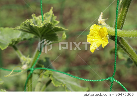 黃瓜花 黃瓜花 90475306