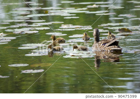 野鴨的父母和孩子 90475399