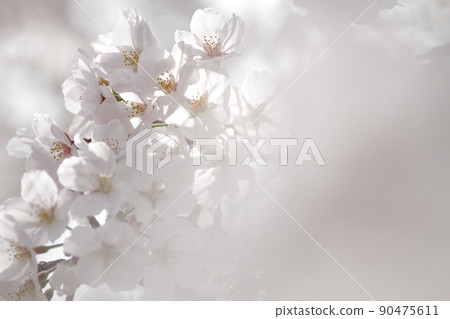 Photograph of pale white cherry blossoms with blurred foreground 90475611