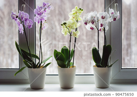 Moth orchids on windowsill, growing phalaenopsis orchids at home, flowering houseplants care 90475650