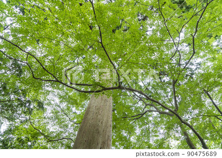 Murou Art Forest Art Forest Murou Art Forest Art Forest 90475689