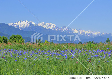 May in Azumino: Cornflowers and the Northern Alps 90475846