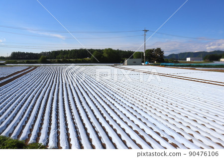 野邊山高原蔬菜（生菜）的白色覆蓋栽培（沿小海線） 90476106