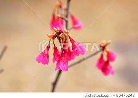 Kanhisakura花 90476248