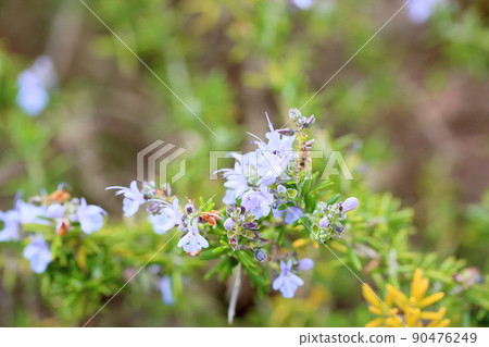 Rosemary Flower 90476249