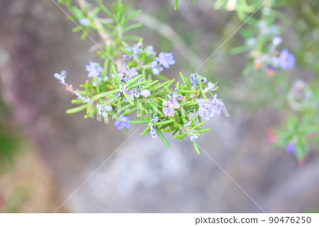 Rosemary Flower 90476250