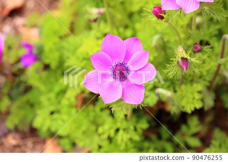 銀蓮花屬的花 銀蓮花屬的花 90476255