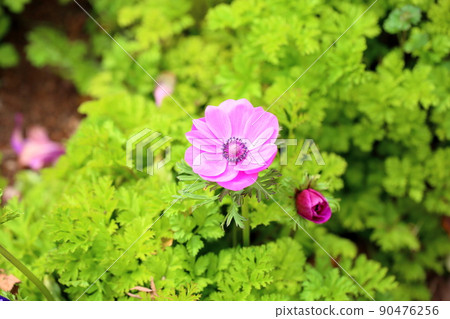 銀蓮花屬的花 90476256