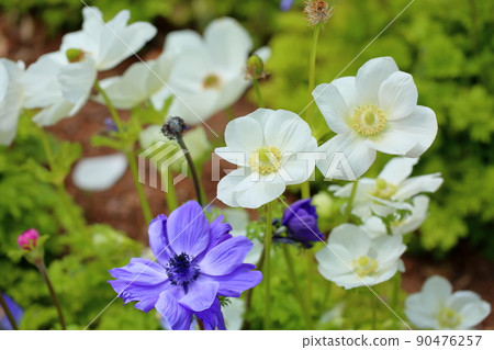 銀蓮花屬的花 銀蓮花屬的花 90476257