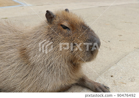 治愈困倦的水豚 90476492