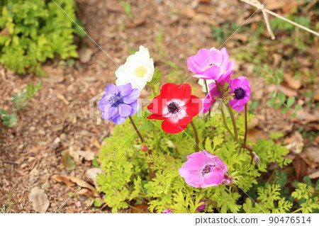 Flowers of anemone 90476514