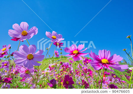 [Hyogo Prefecture] October ・ Cosmos field of Awaji Hanasajiki on Awaji Island 90476605