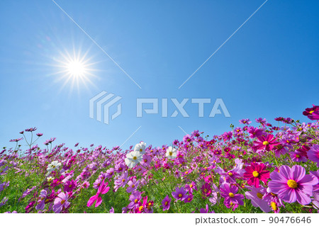 [兵庫縣]10月·淡路島淡路花敷的波斯菊田 90476646