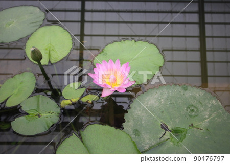 Mysteriously blooming pink lotus flower Mysteriously blooming pink lotus flower 90476797