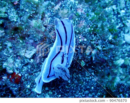 Nudibranch inhabiting Miyakejima 90476870