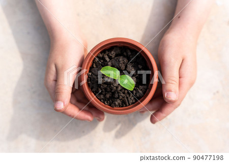 Kid's hands holding a young plant. Planting a young seedling. New life. Care and protection. Close-up. Kid's hands holding a young plant. Planting a young seedling. New life. Care and protection. Close-up. 90477198