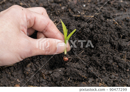 Maize seedlings 90477299