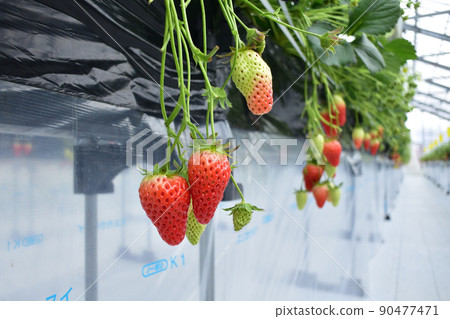 Strawberry picking 90477471