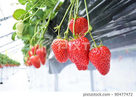 Strawberry picking 90477472