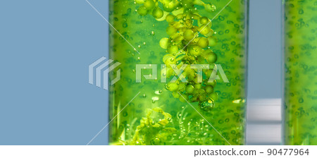 Algae fuel biofuel industry lab researching for alternative to fossil algae fuel or algal biofuel. 90477964