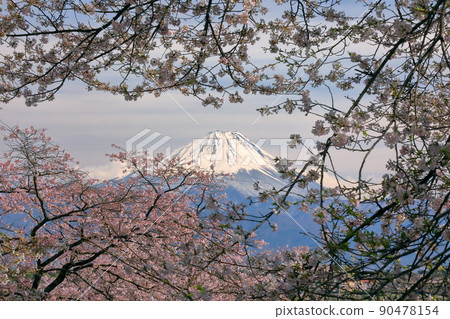山梨縣韭崎市旭町大光寺的櫻花和富士山 90478154