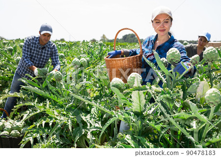 Female gardener harvesting fresh artichokes on plantation Female gardener harvesting fresh artichokes on plantation 90478183