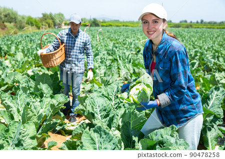 Positive woman gardener harvesting cauliflowers and smiling 90478258