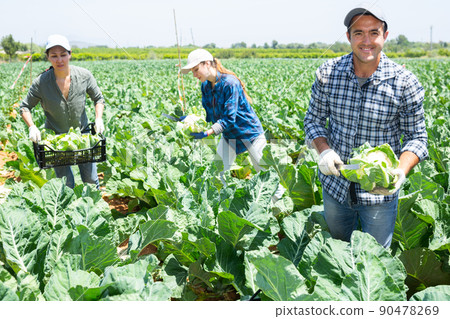 Gardeners harvesting fresh cauliflowers on plantation Gardeners harvesting fresh cauliflowers on plantation 90478269