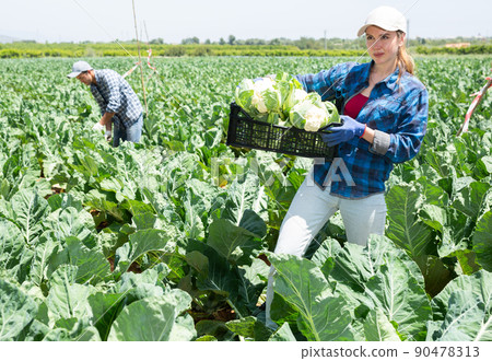 Female farmer with box of ripe cauliflower on plantation 90478313
