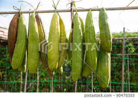 Ripe Luffa fruits drying in sun 90478383