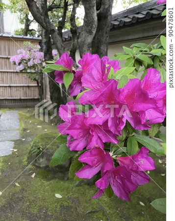 Colorful azalea flowers that color from early spring to early summer Colorful azalea flowers that color from early spring to early summer 90478601