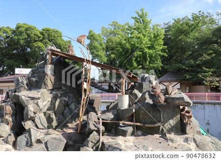 城山動物園的猴山（長野縣長野市） 90478632