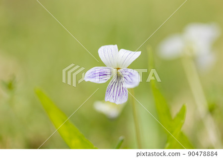 紫羅蘭色的花朵,白色 紫羅蘭色的花朵,白色 90478884