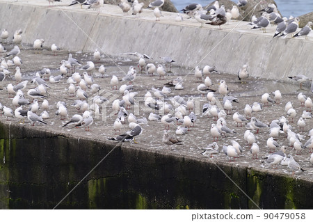 A group of seagulls 90479058