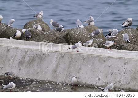 A group of seagulls A group of seagulls 90479059