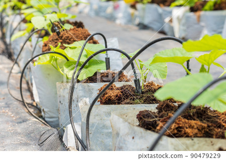 Smart garden using computer control the drip Irrigation system in melon farm 90479229