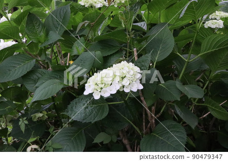 護城河繡球花 護城河繡球花 90479347