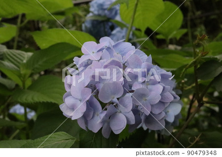 護城河繡球花 護城河繡球花 90479348