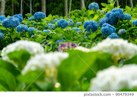 繡球 繡球 90479349