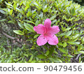 Bright pink flowers blooming in Meijo Park 90479456